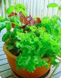 Salad in your own container!