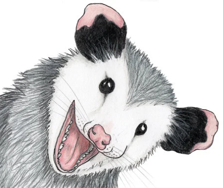 opossum